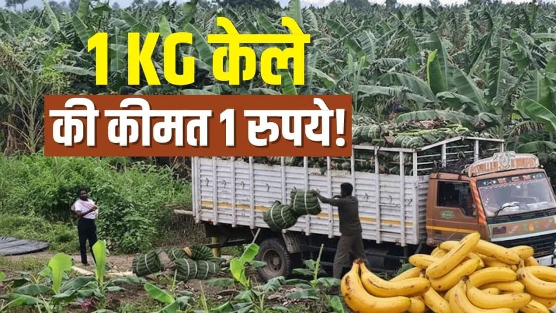 When a Cash Crop Collapses: Learning about the Crisis experienced by Banana Farmers in Andhra Pradesh.